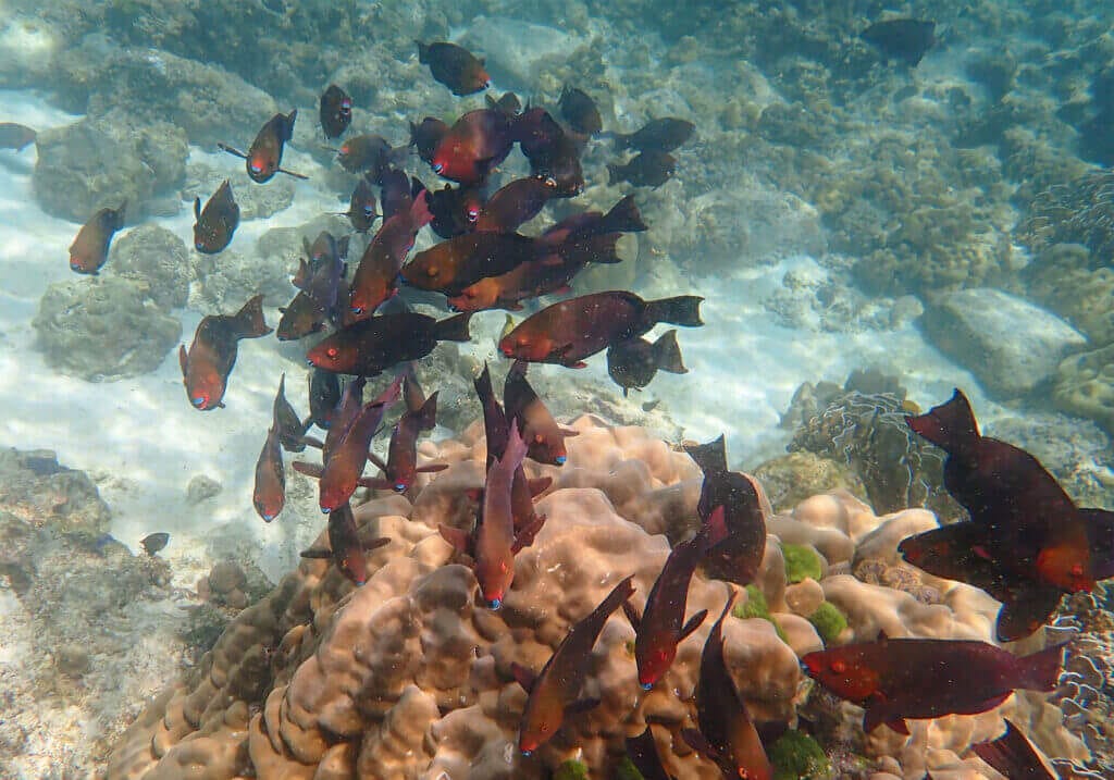 Parrotfish School