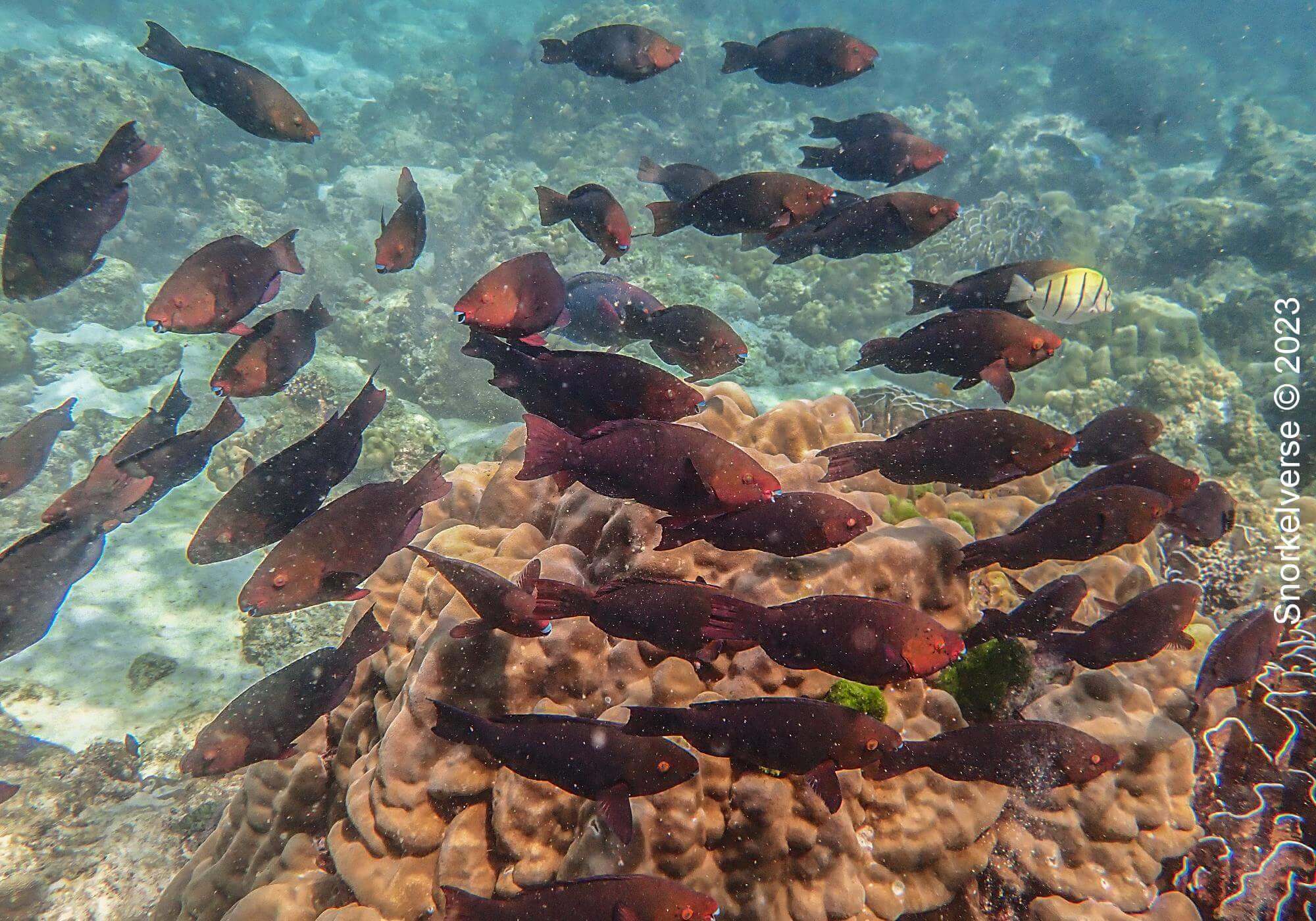 Parrotfish School, Racha Island