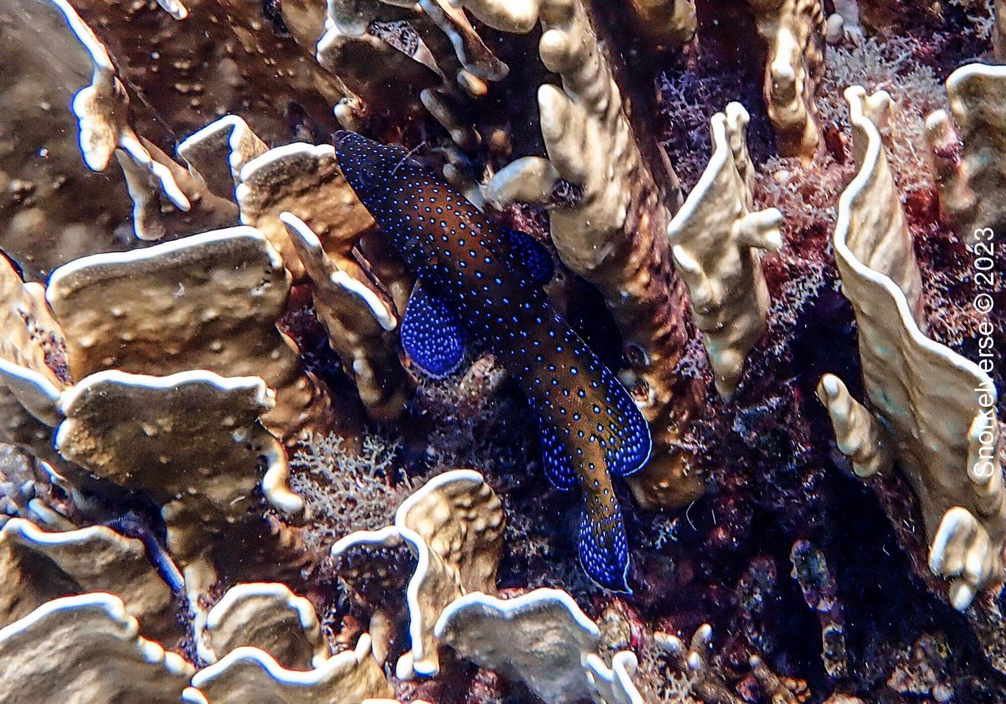 Peacock Grouper swimming in between the coral