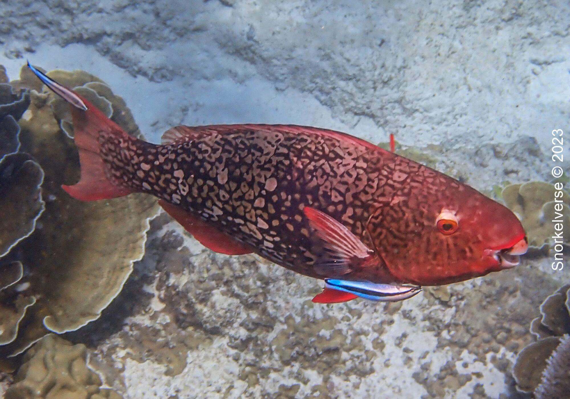 Redlip Parrotfish, Christmas Point, Similan Islands