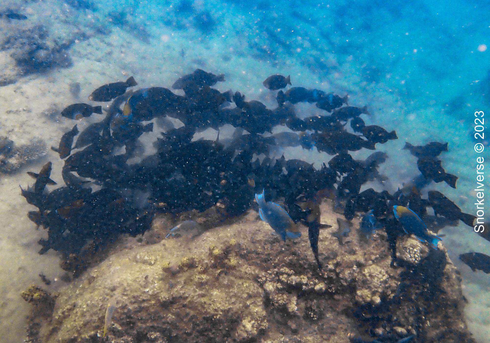 School of Parrotfish