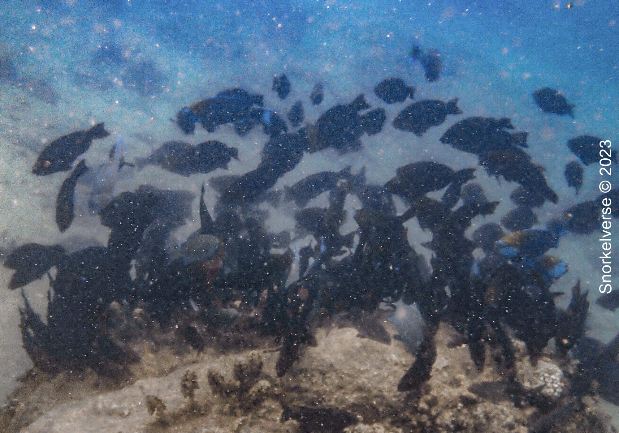 School of Parrotfish, Kata Beach Noi