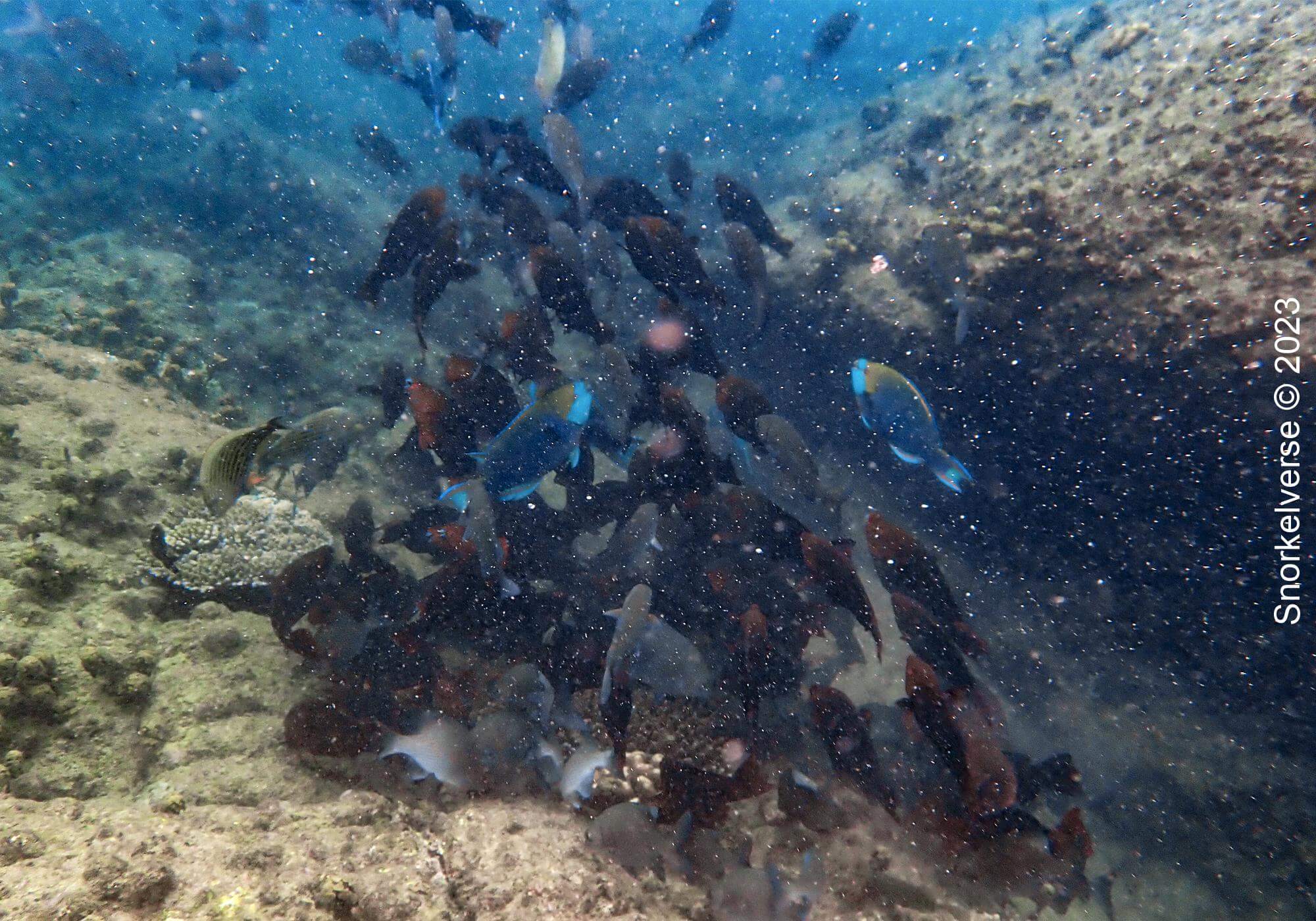 School of Parrotfish