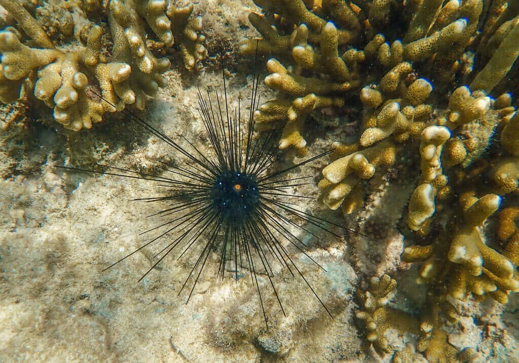 Ultimate Snorkel Review: Bon Island, Thailand 34 Sea Urchin, Ko Bon