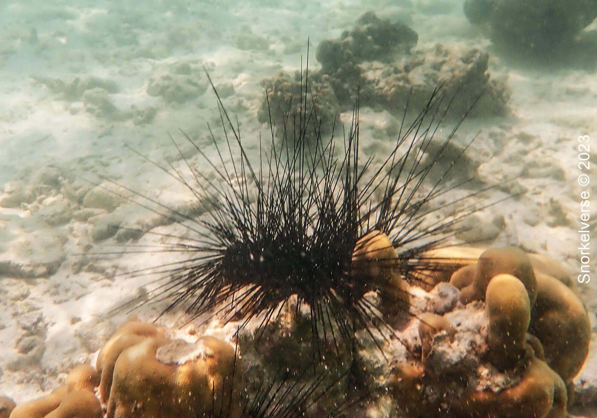 Sea Urchin, Coral Island