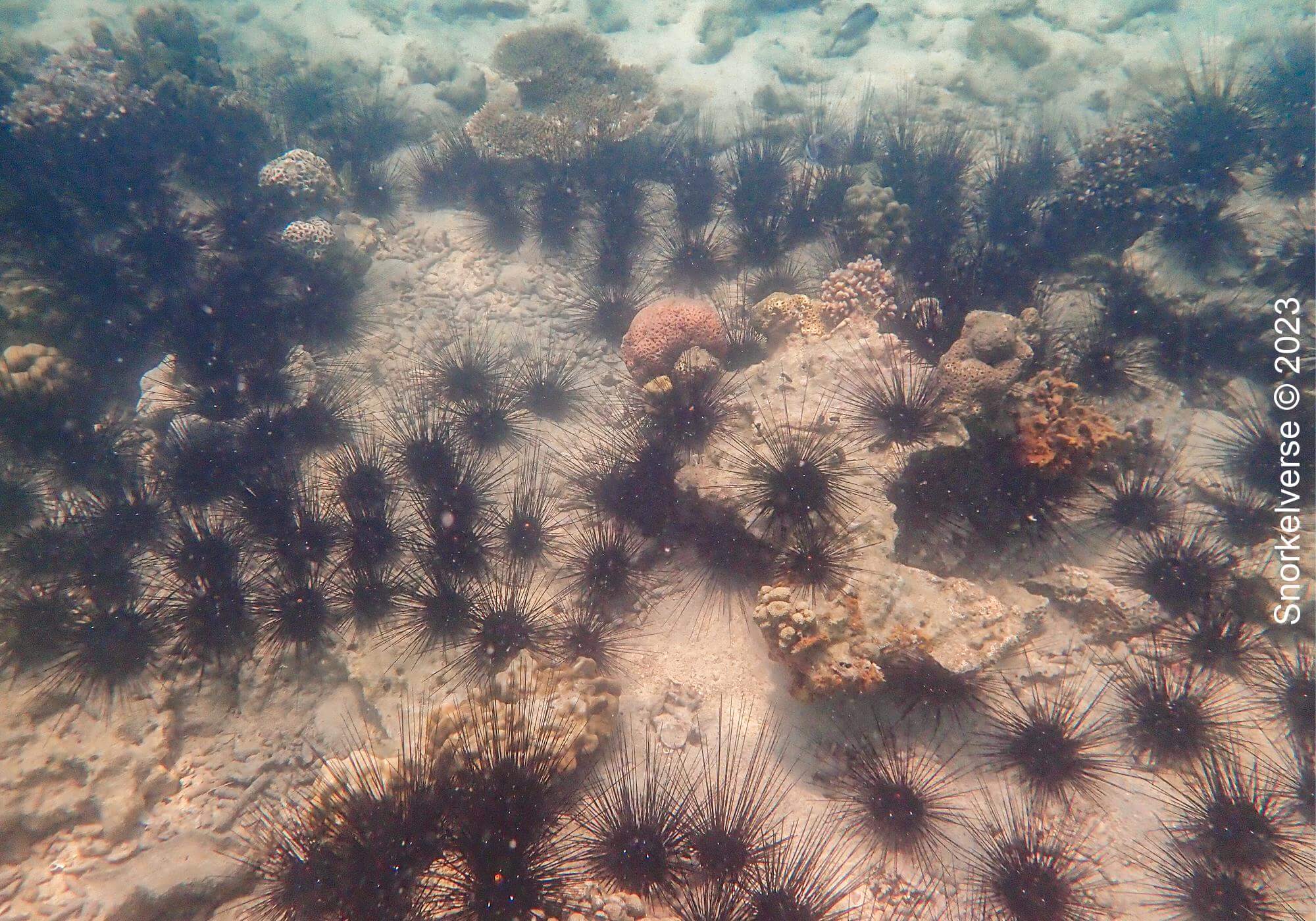Sea Urchins, Khai Nui