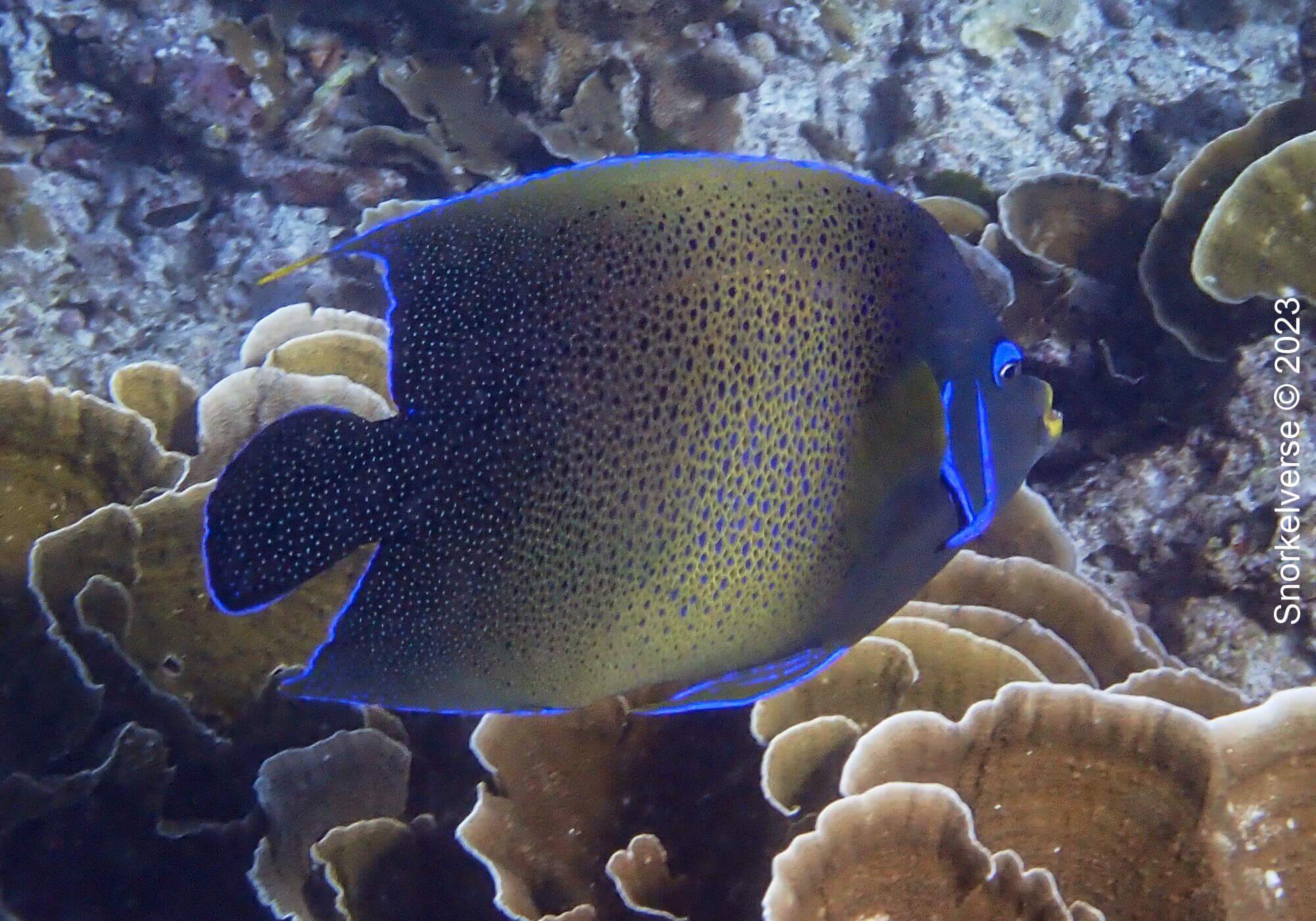 Semicircle Angelfish, Christmas Point, Similan Islands