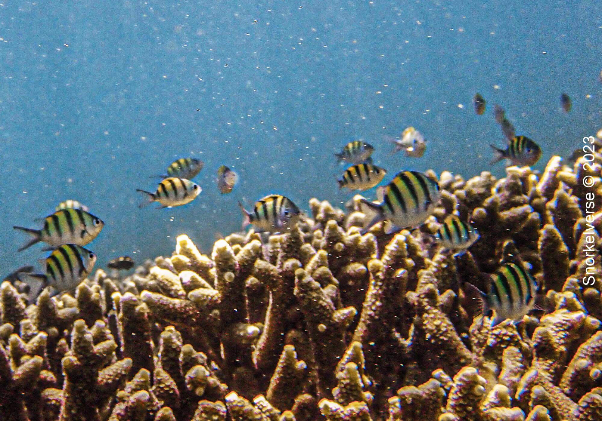 Damselfish swimming above coral