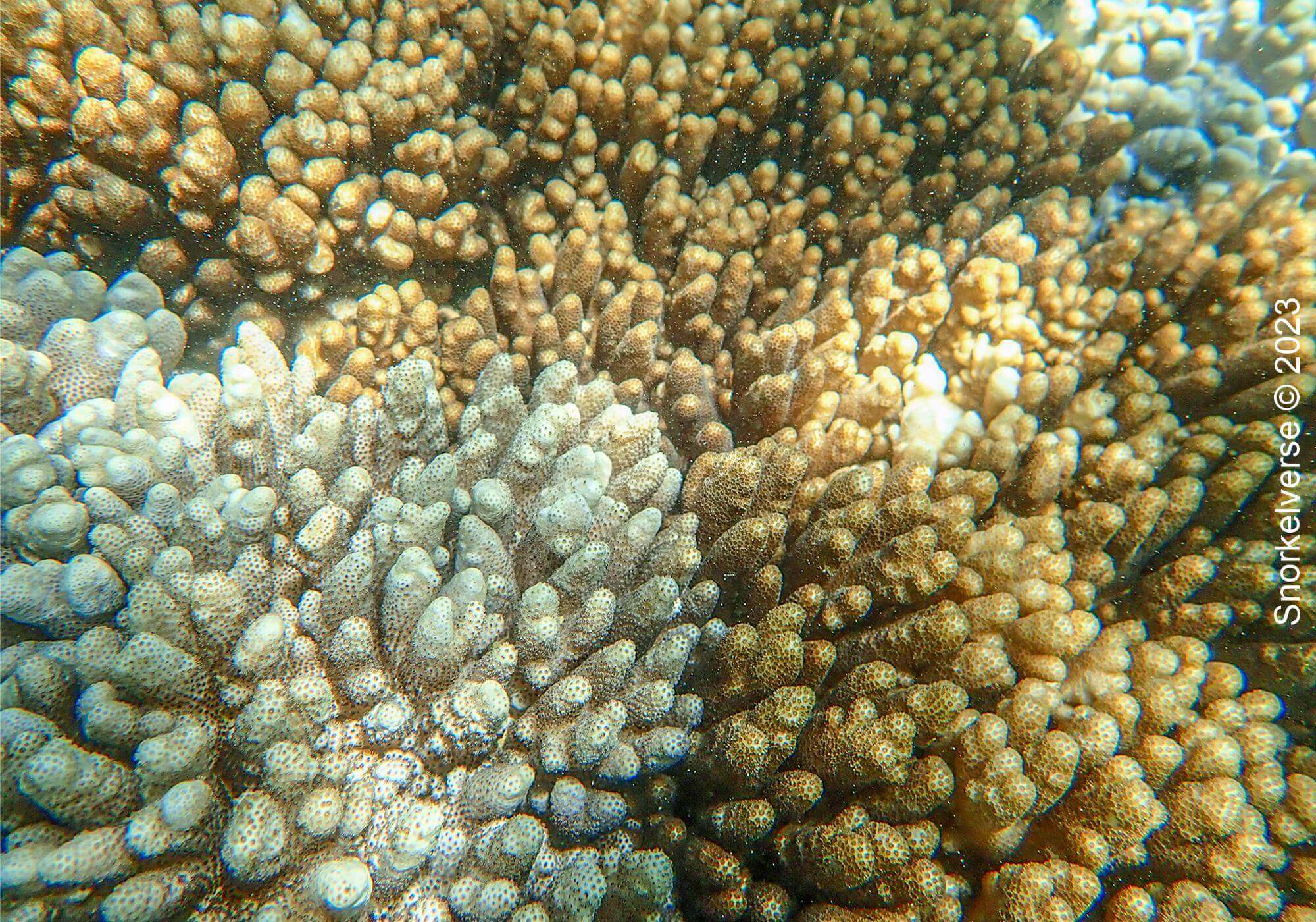 Ultimate Snorkel Review: Bon Island, Thailand 33 Soft Coral Bon Island
