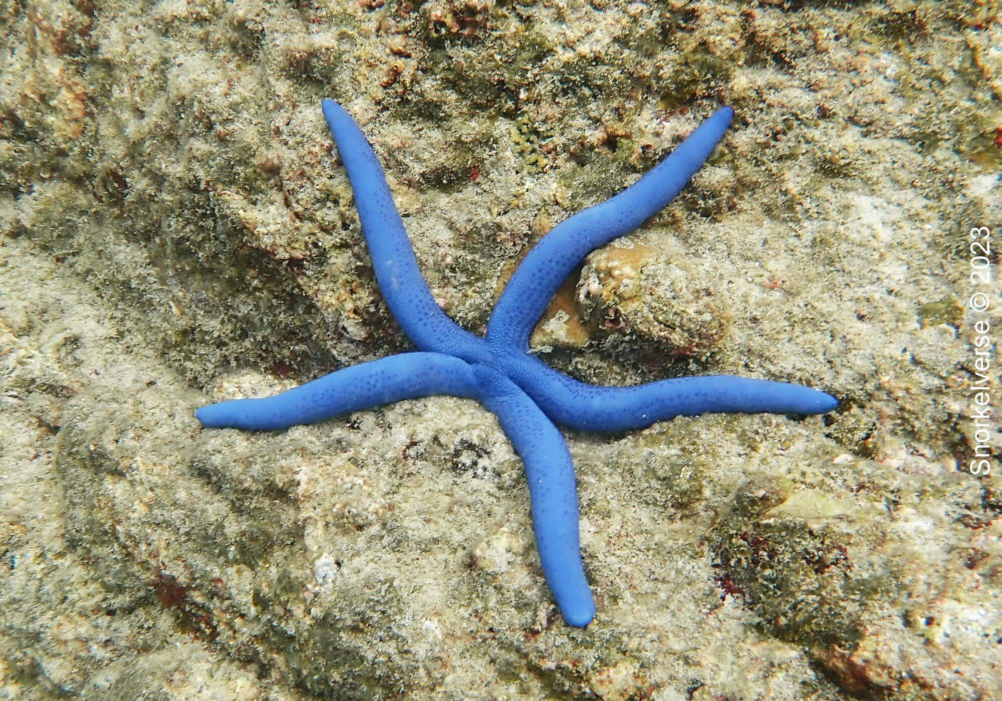 Blue Sea Star, Kata Noi Beach