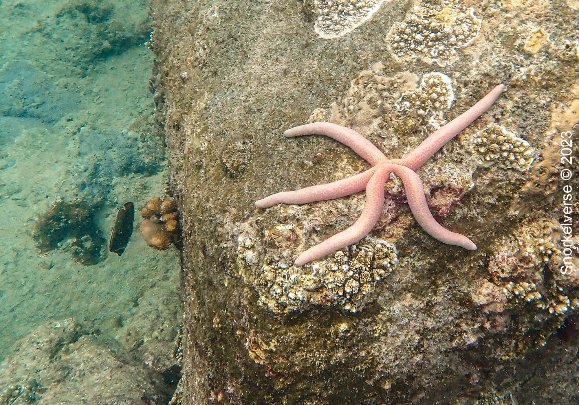 Common Comet Star, Kata Beach Noi, Thailand