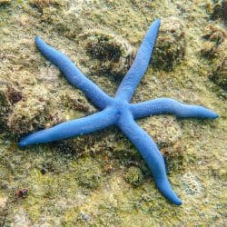 Blue Sea Star, Kata Noi Beach, Phuket, Thailand