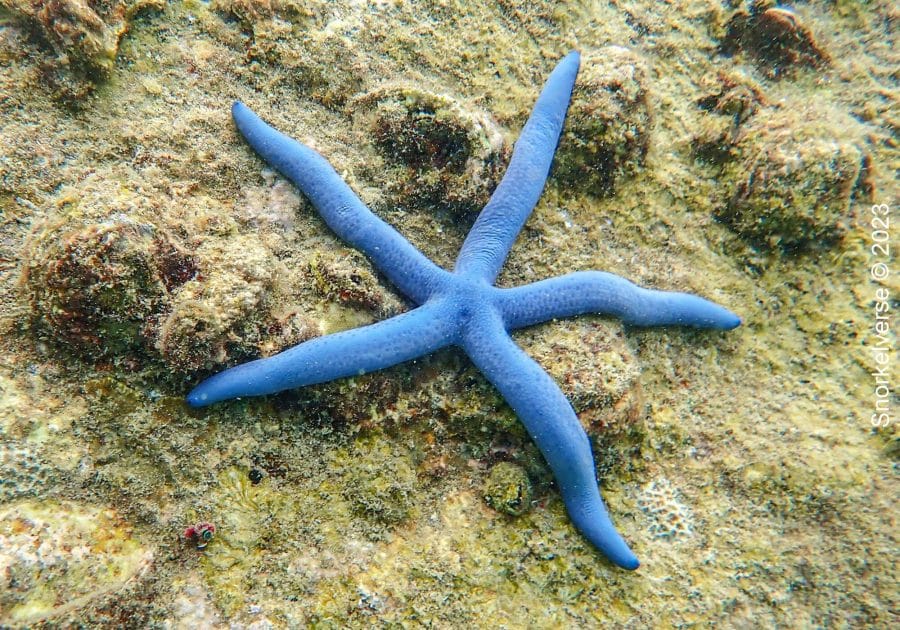 Blue Sea Star - Snorkelverse