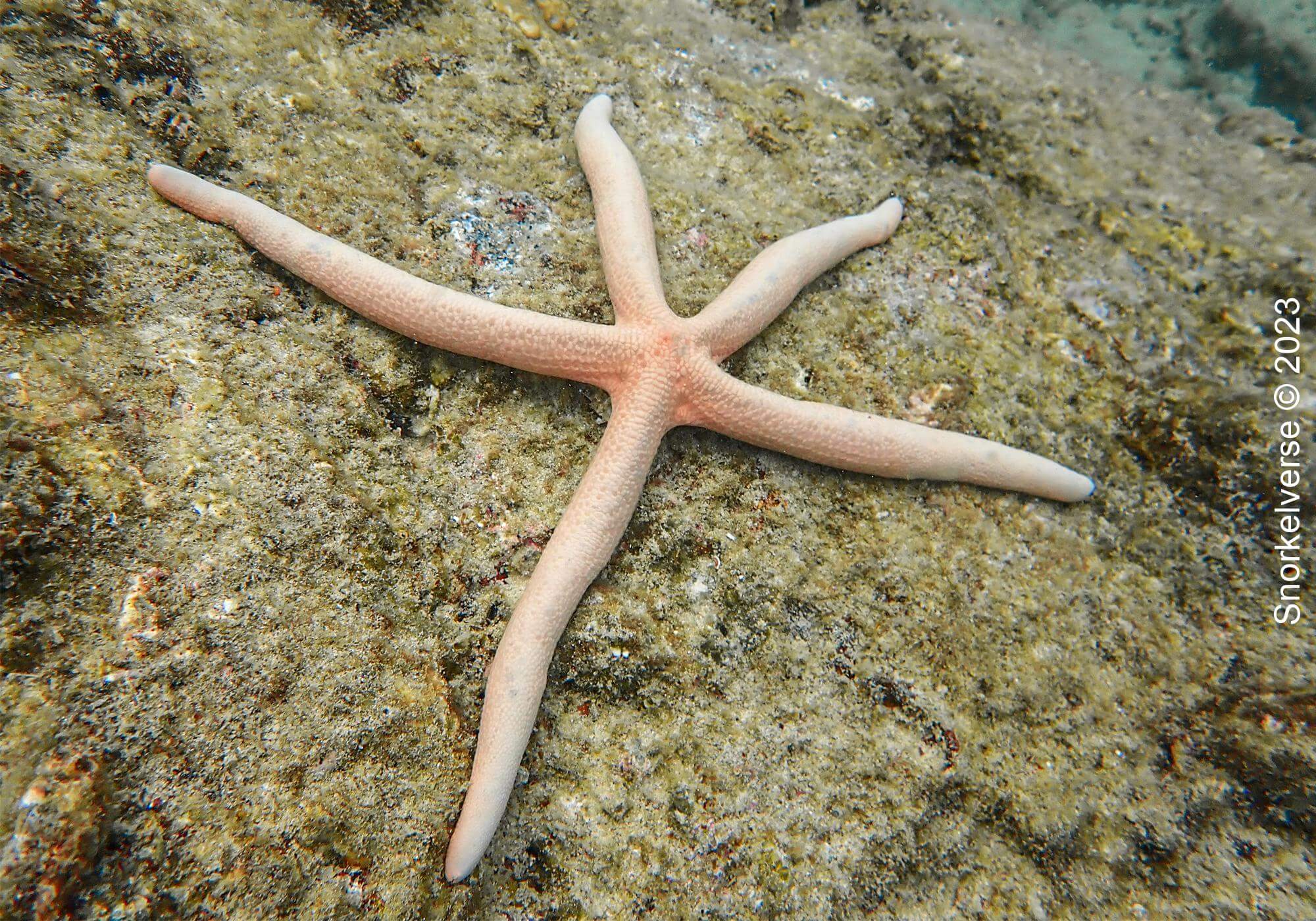 Star Fish, Kata Beach Noi