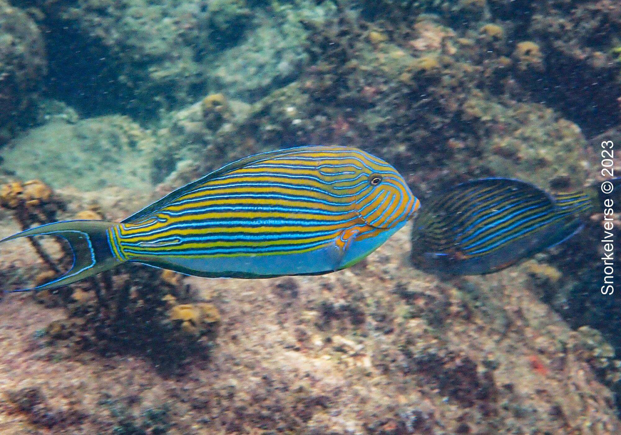 Striped Surgeonfish 1 Striped Surgeonfish, Kata Noi Beach