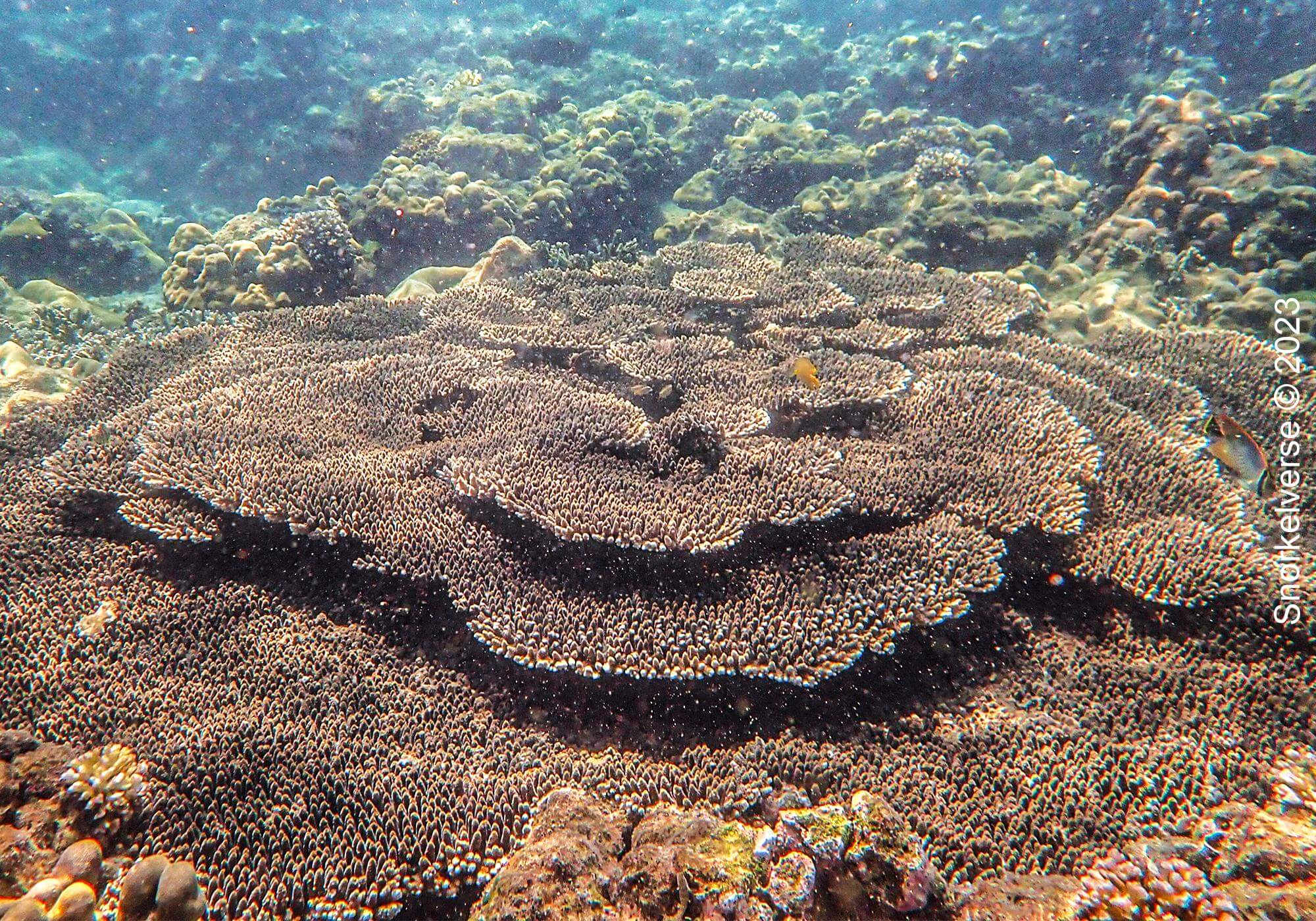 Table Coral, Khai Islands