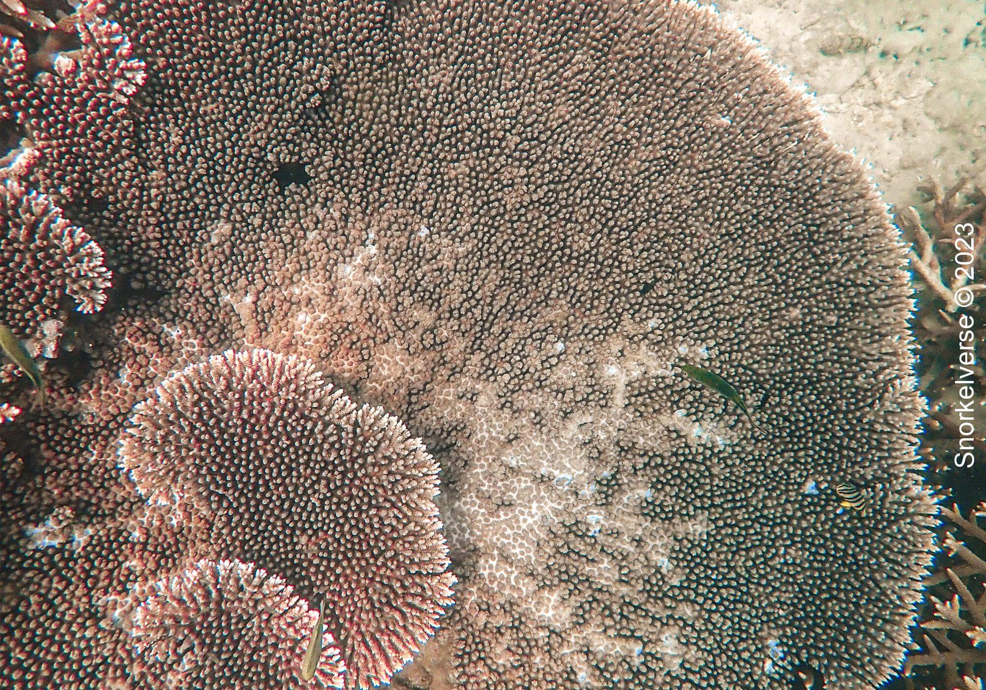 Layered Table Coral at Khai Nai