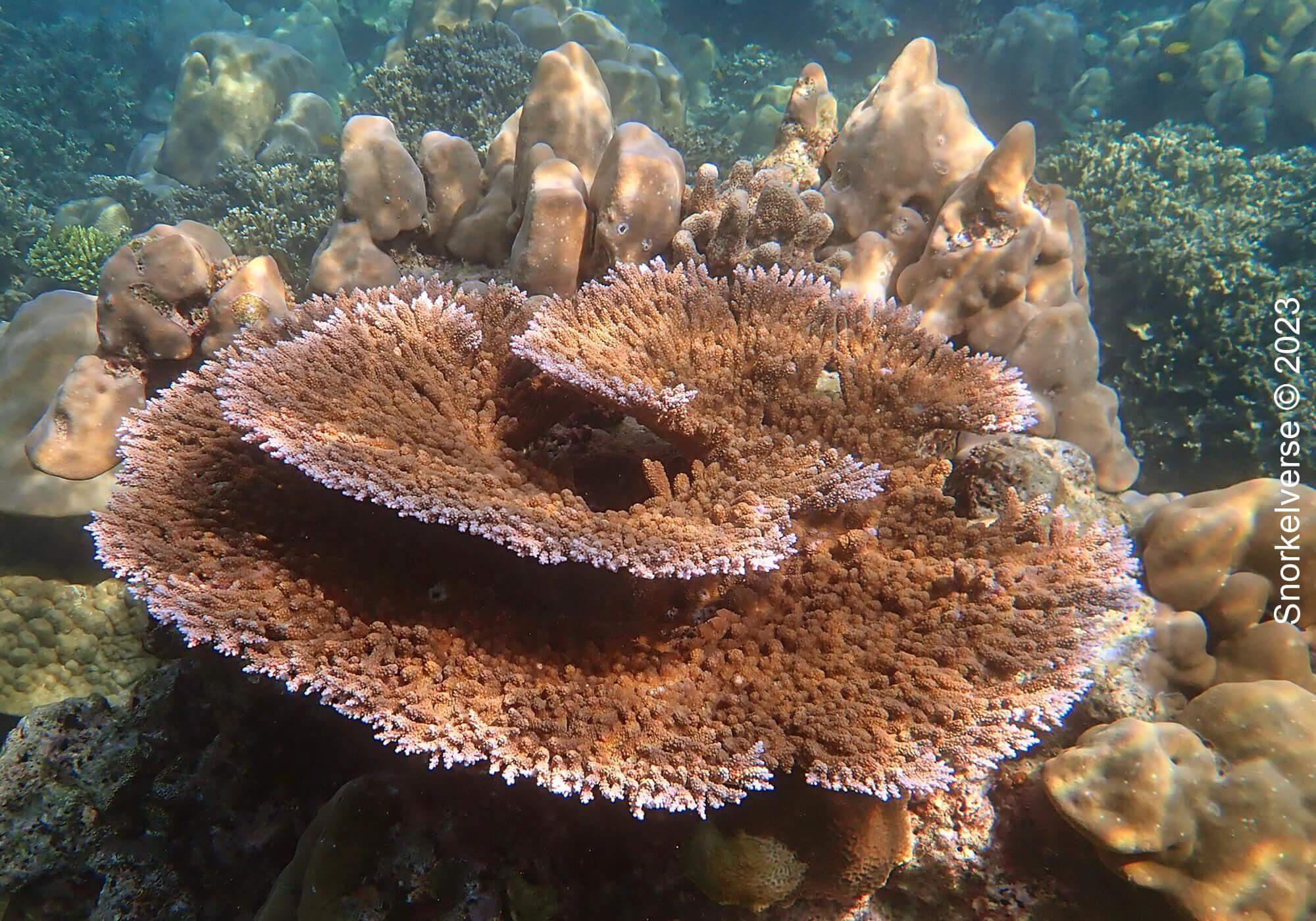 Spiral Table Coral, Surin Islands