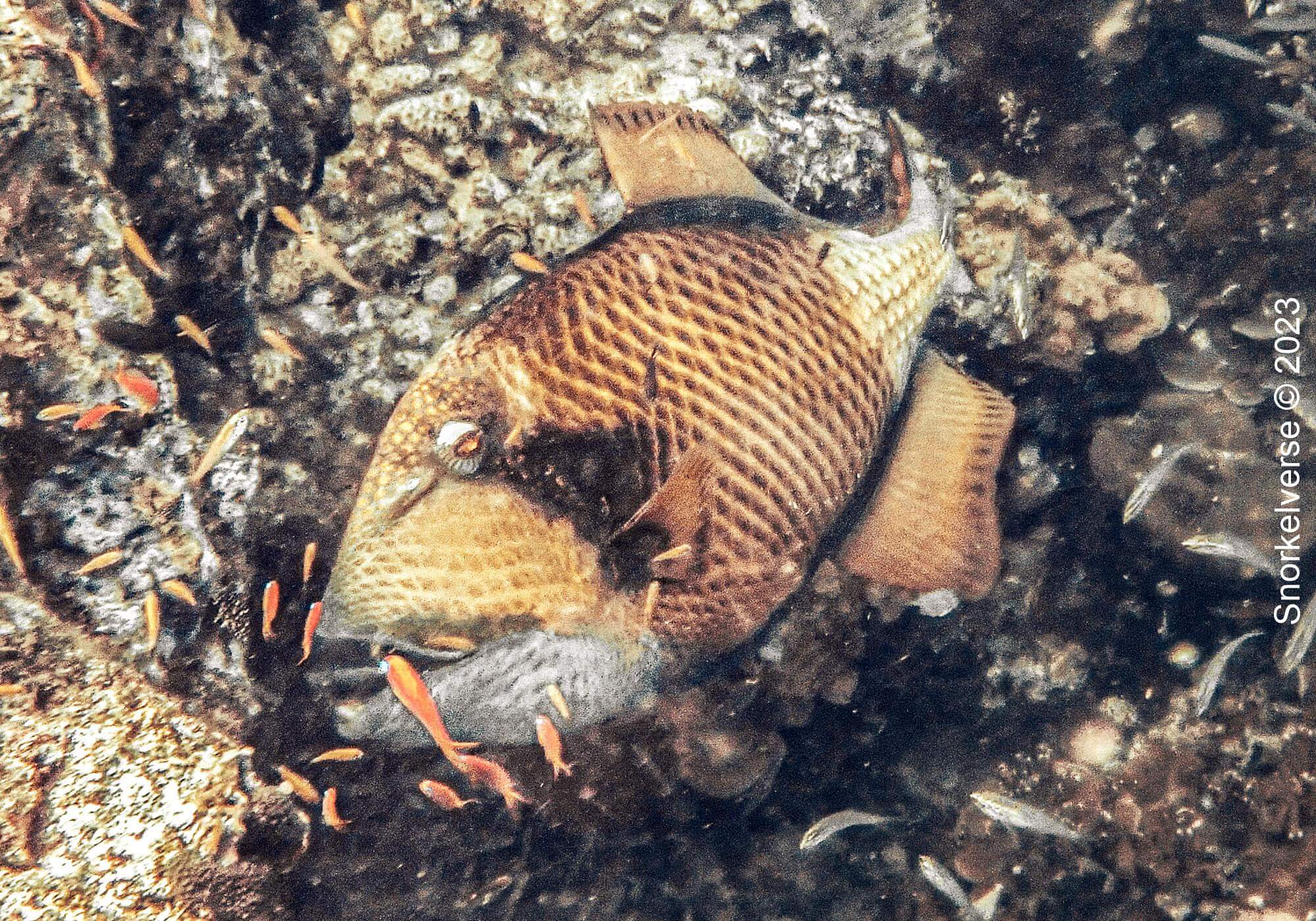 Titan Triggerfish, Honeymoon Bay, Similan islands, Thailand