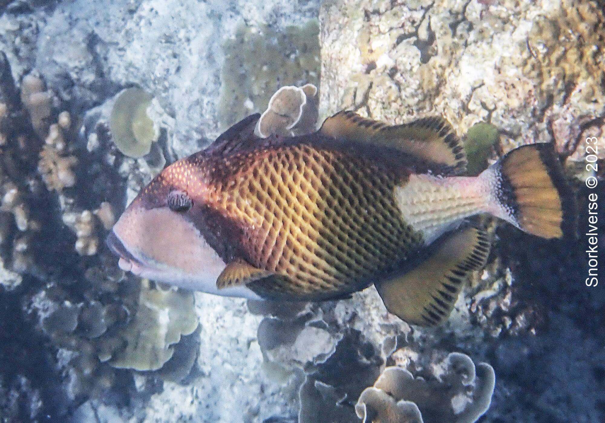 Titan Triggerfish, Christmas Point, Similan Islands
