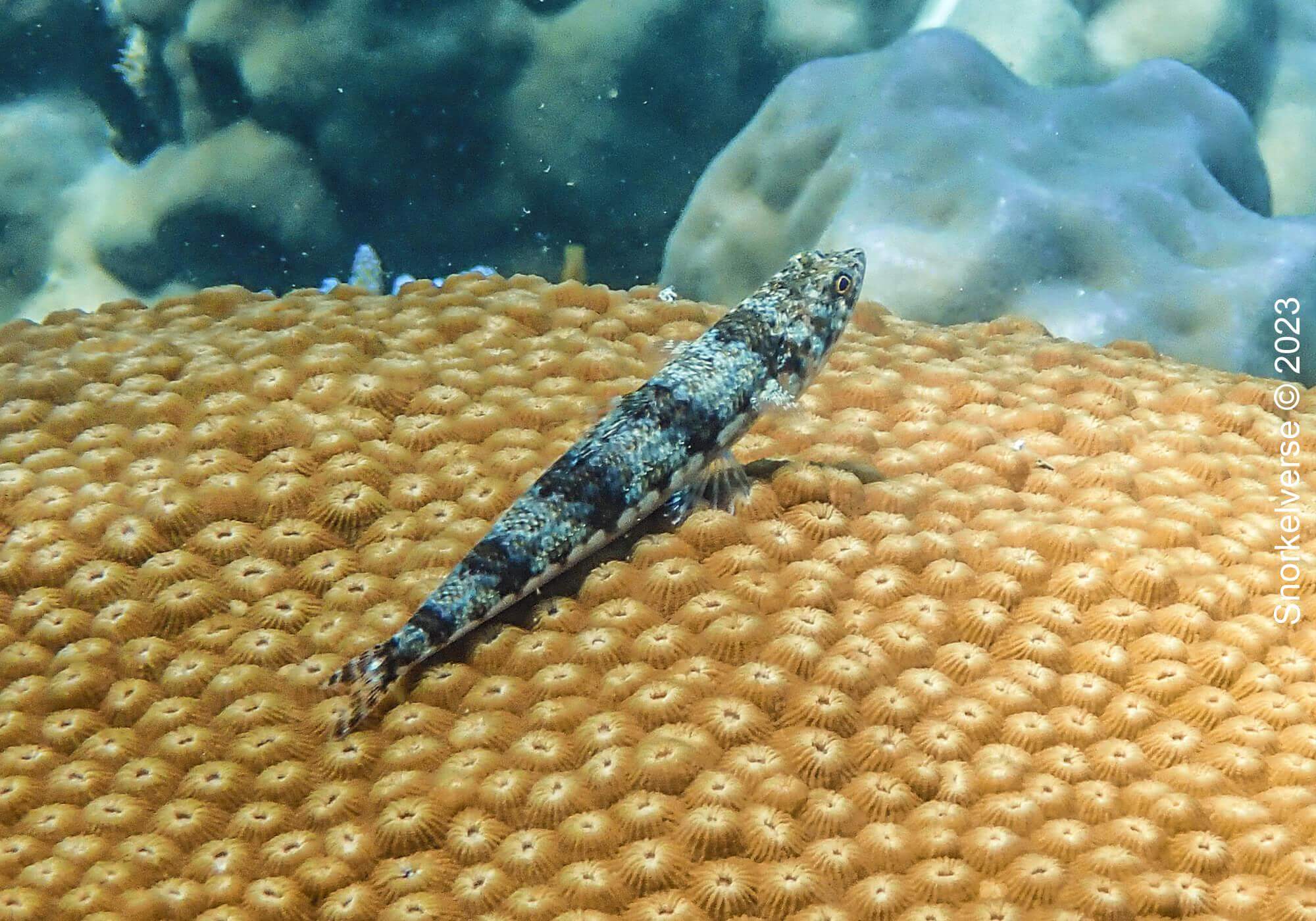 Variegated Lizardfish, Surin Islands