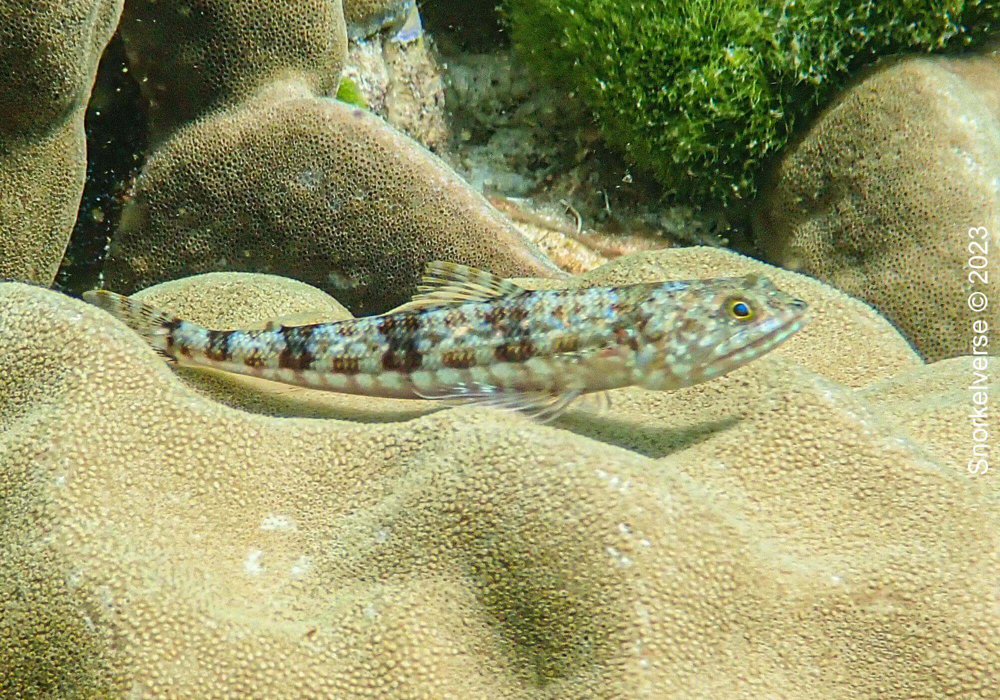 Variegated Lizardfish