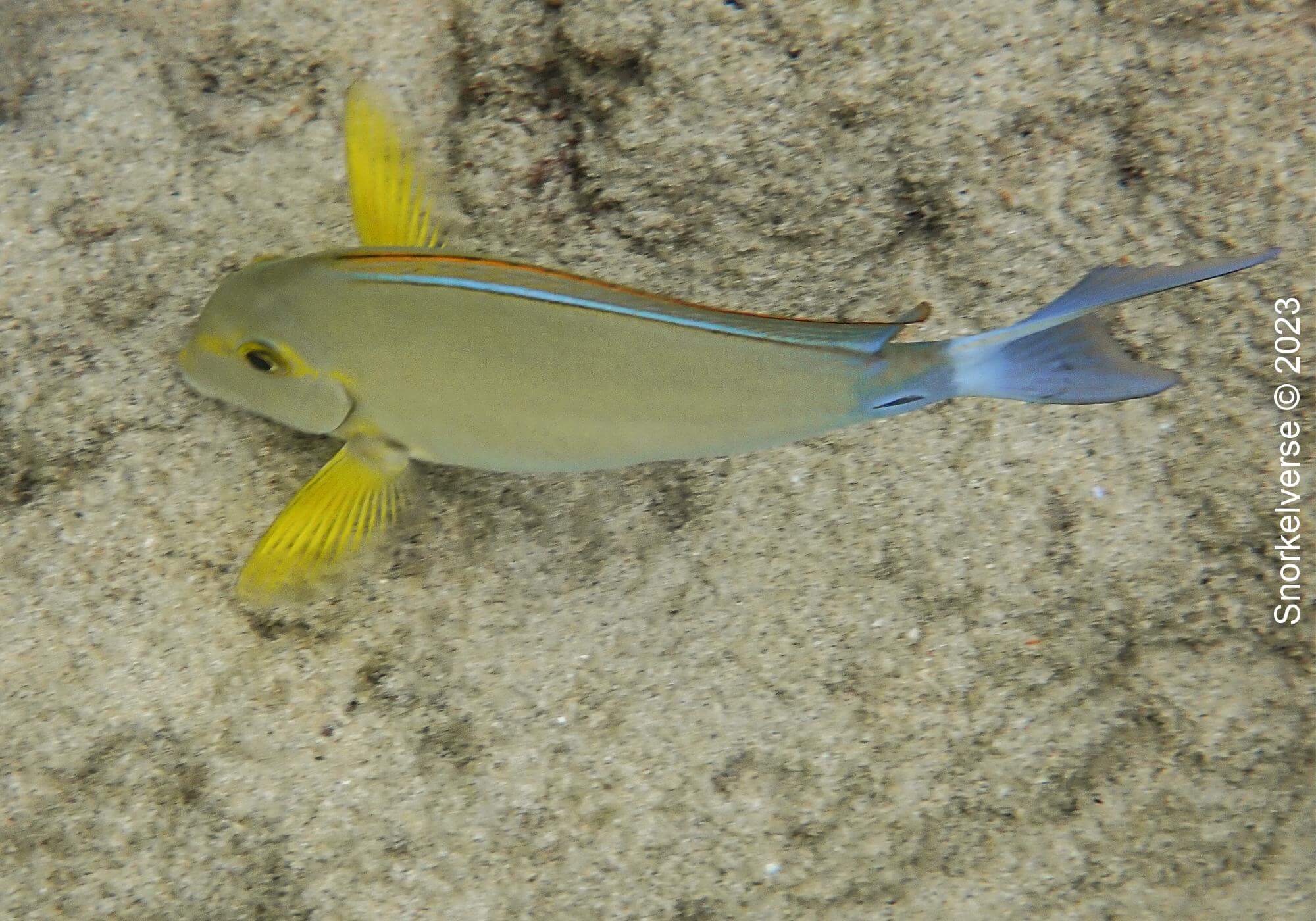 Snorkeling Kata Noi Beach 47 Yellowfin Surgeonfish, Kata Beach Noi