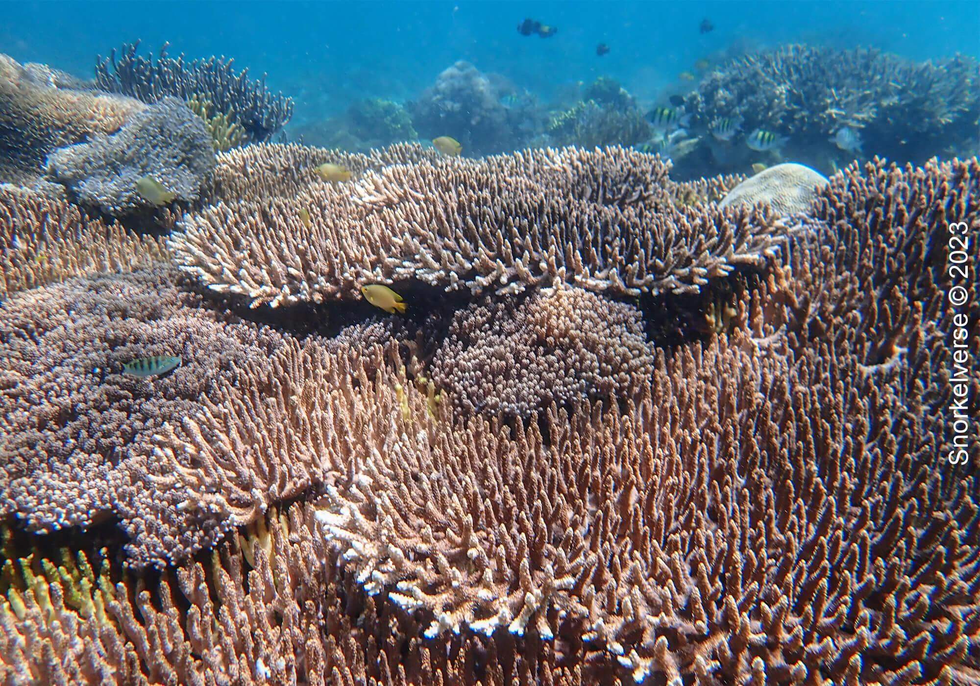 Acroporidae Coral, Pink Beach, Komodo Island, Indonesia