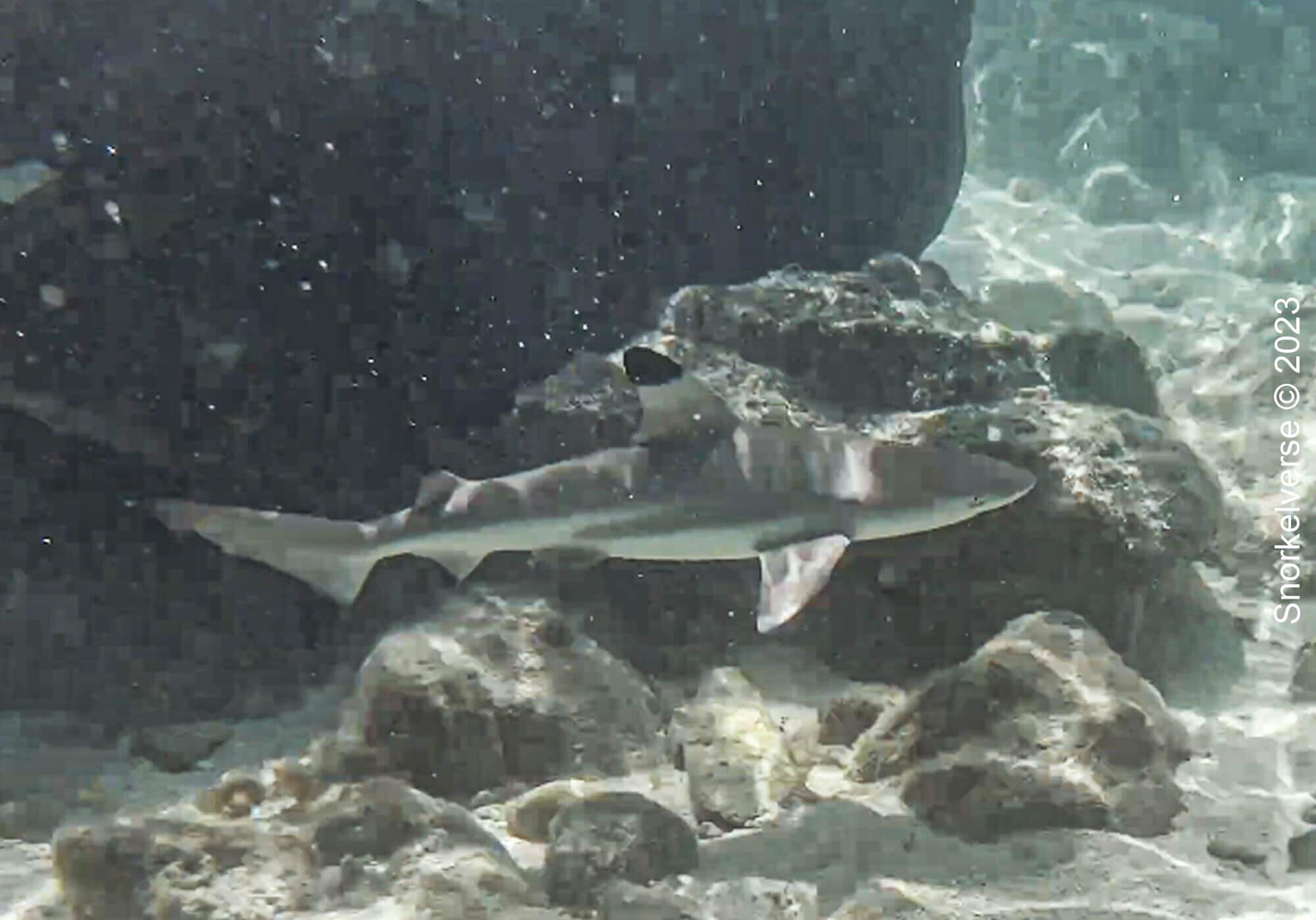 Snorkeling the Jurassic Komodo National Park, Indonesia 41 Blacktip Reef Shark, Kelor Island, Komodo National Park
