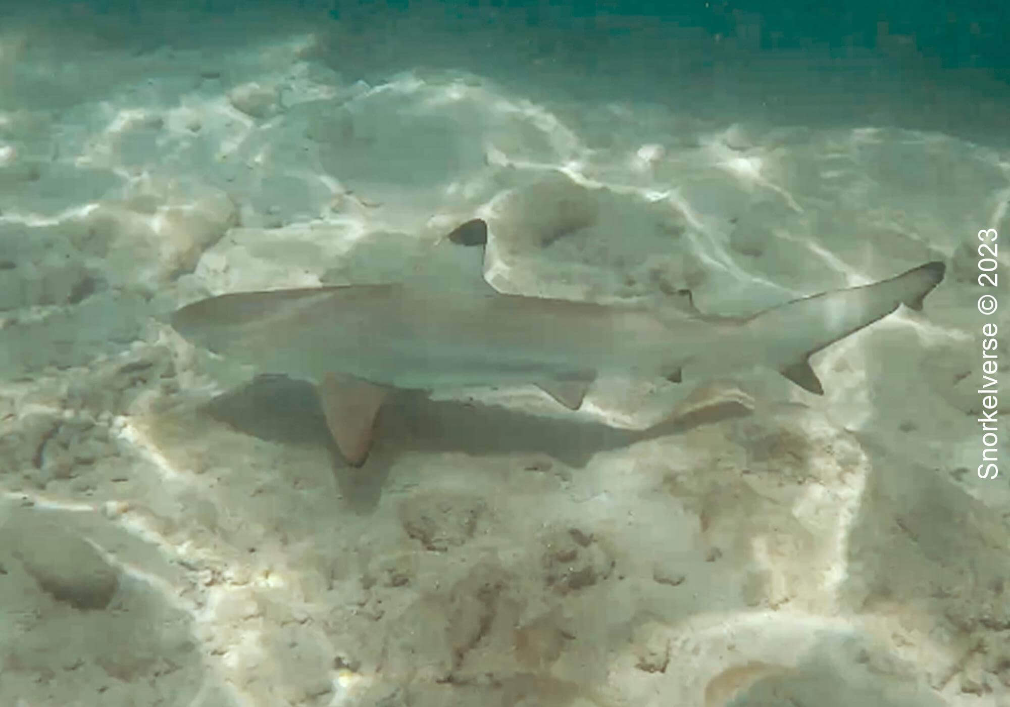 Snorkeling the Jurassic Komodo National Park, Indonesia 42 Blacktip Reef Shark, Kelor Island, Komodo National Park, Indonesia