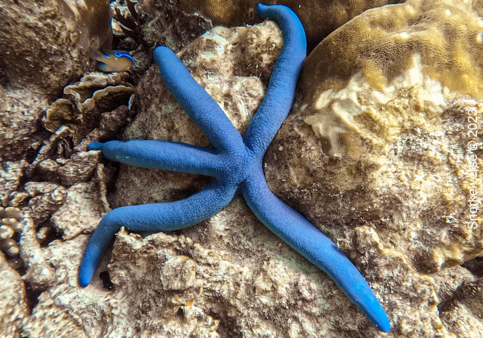 Snorkeling the remote islands of Koh Haa 34 Blue Sea Star, Koh Haa, Koh Lanta National Park