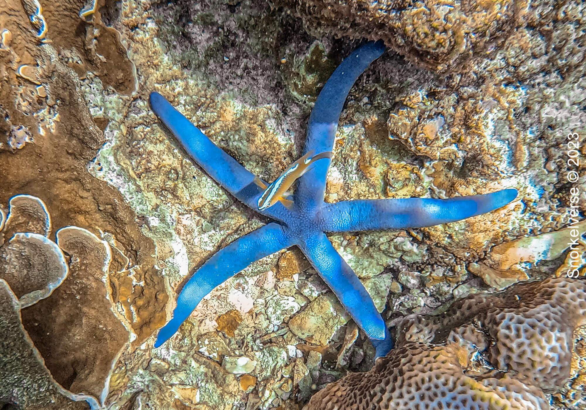 Blue Sea Star, Koh Haa, Koh Lanta National Park