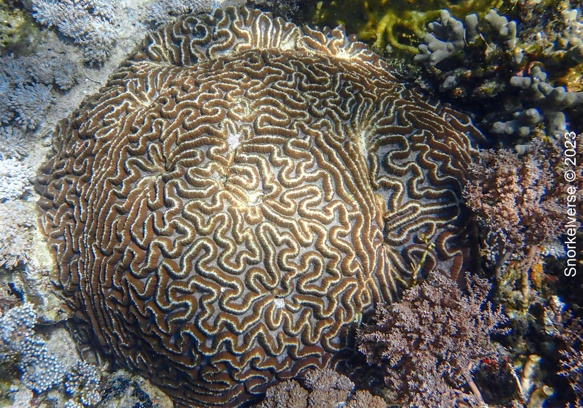 Snorkeling the enchanting Pink Beach, Komodo Islands 26 Brain Coral, Pink Beach, Komodo Islands