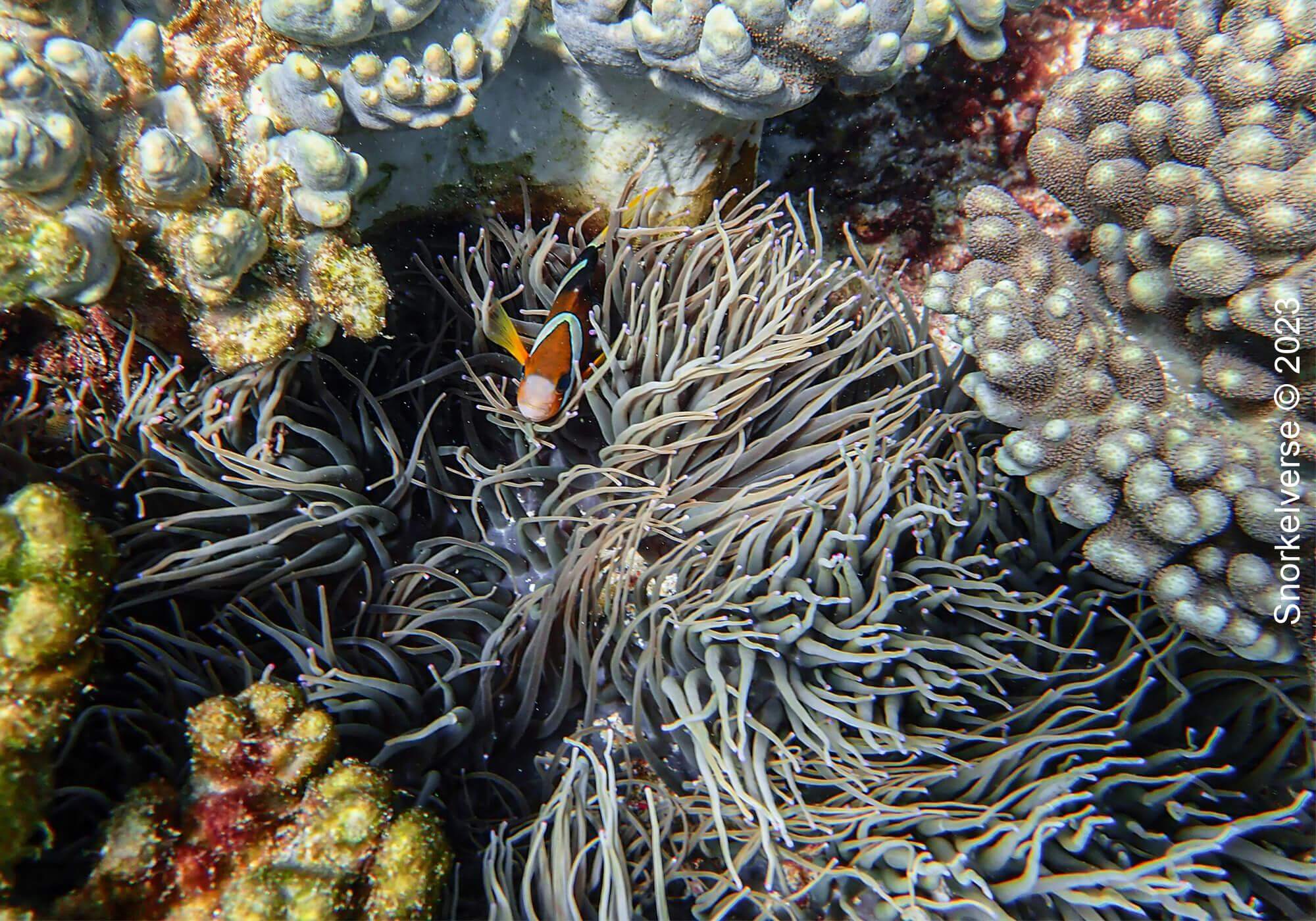 Snorkeling the enchanting Pink Beach, Komodo Islands 25 Clark's Anemonefish, Pink Beach, Komodo Island, Indonesia