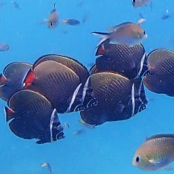 Collared Butterflyfishes, Christmas Point, Similan Islands