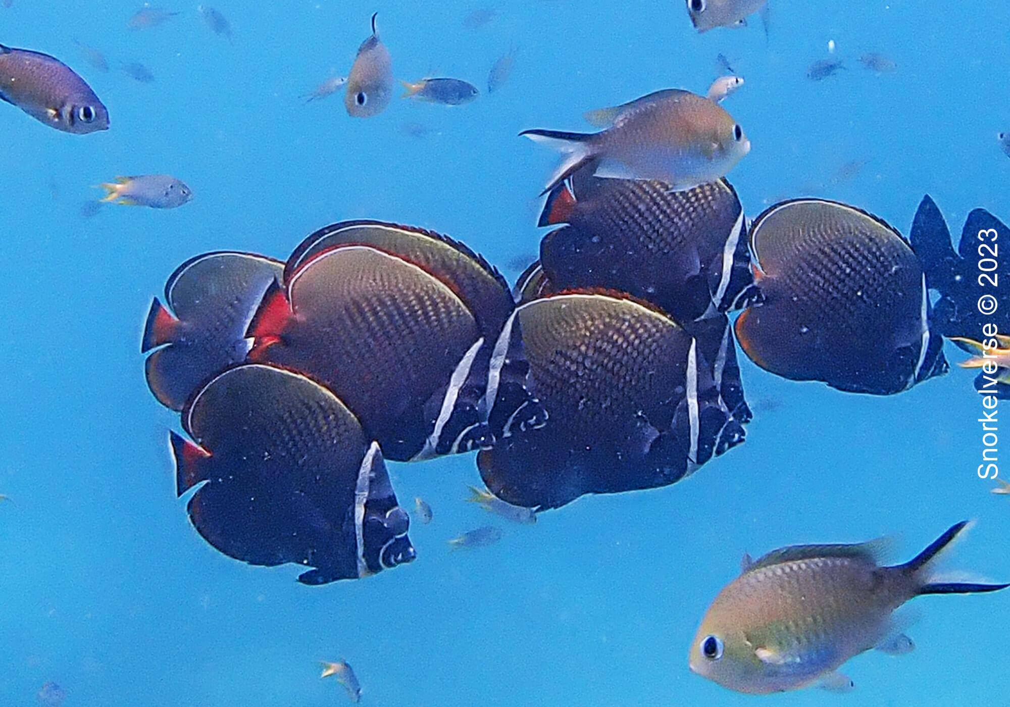 Collared Butterflyfishes, Christmas Point, Similan Islands
