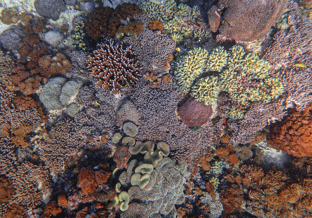 Snorkeling the Jurassic Komodo National Park, Indonesia 34 Coral Reef, Long Pink Beach, Padar Island, Indonesia