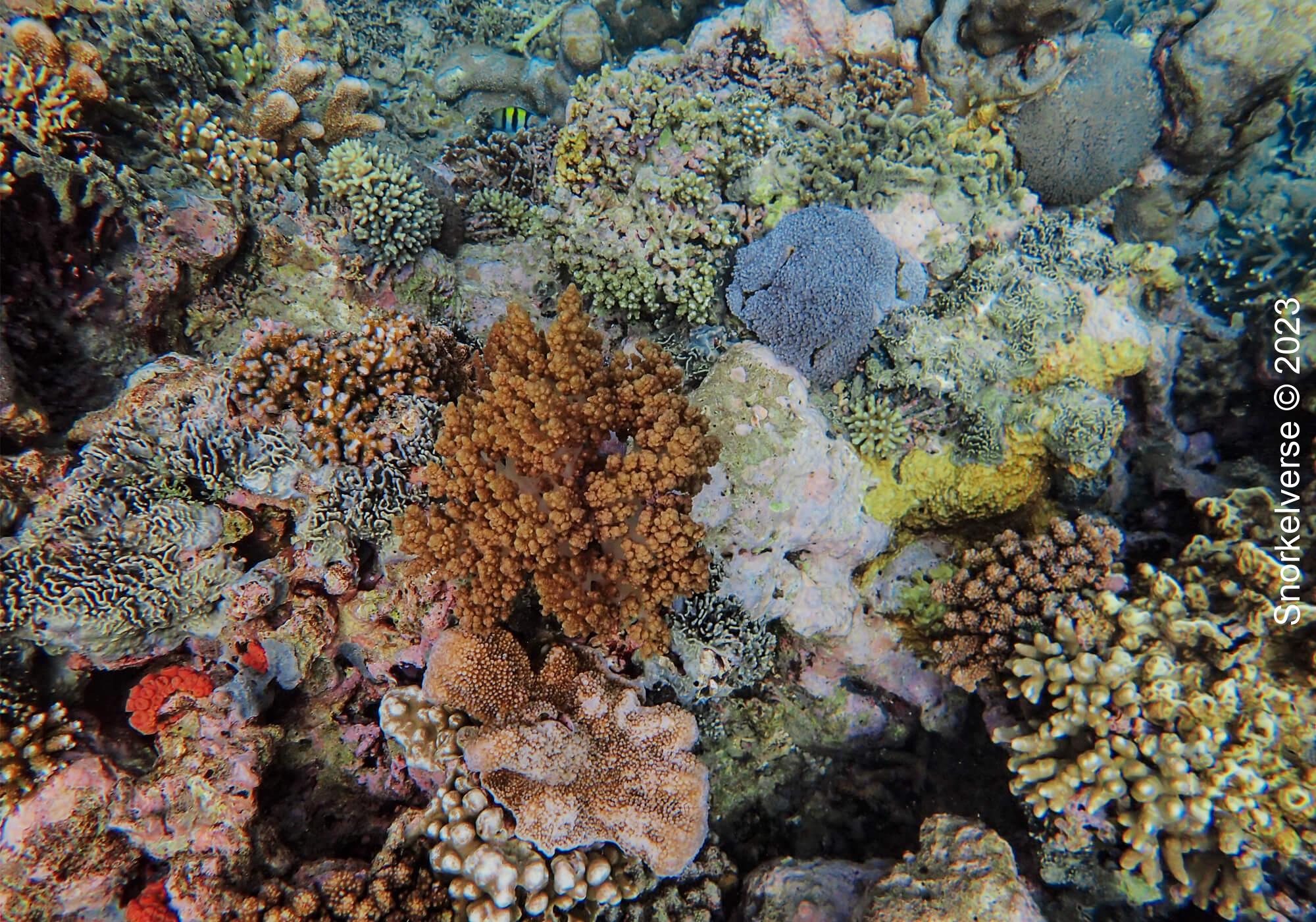 Coral Reef, Mangrove Point, Nusa Lembongan, Bali