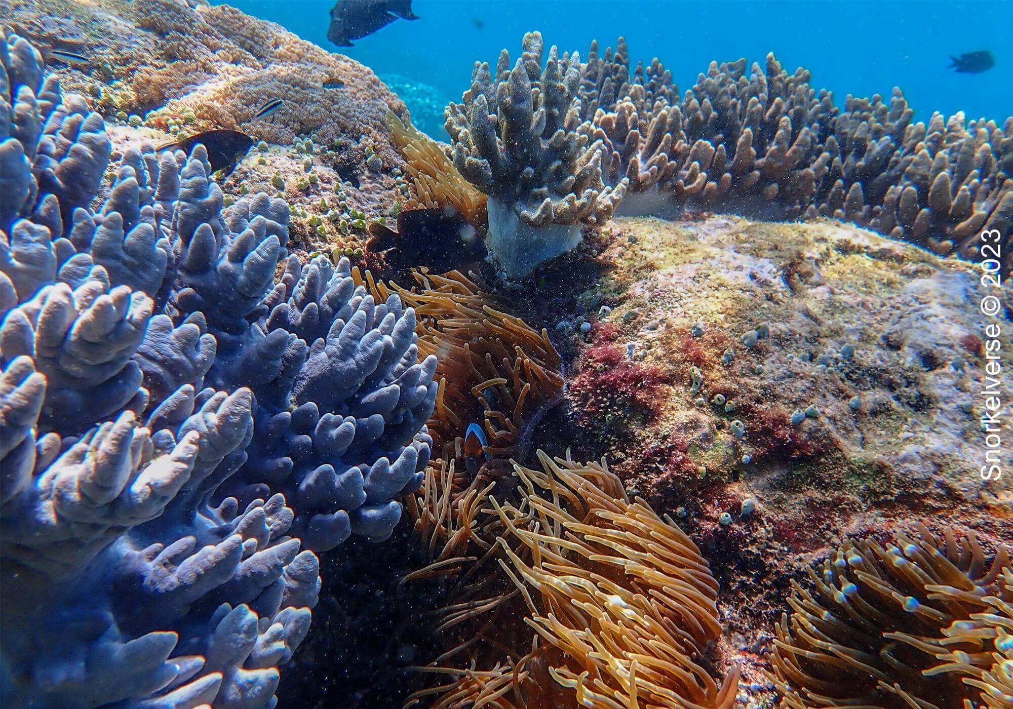 Snorkeling the Jurassic Komodo National Park, Indonesia 43 Coral Reef, Pink Beach, Komodo National Park, Indonesia
