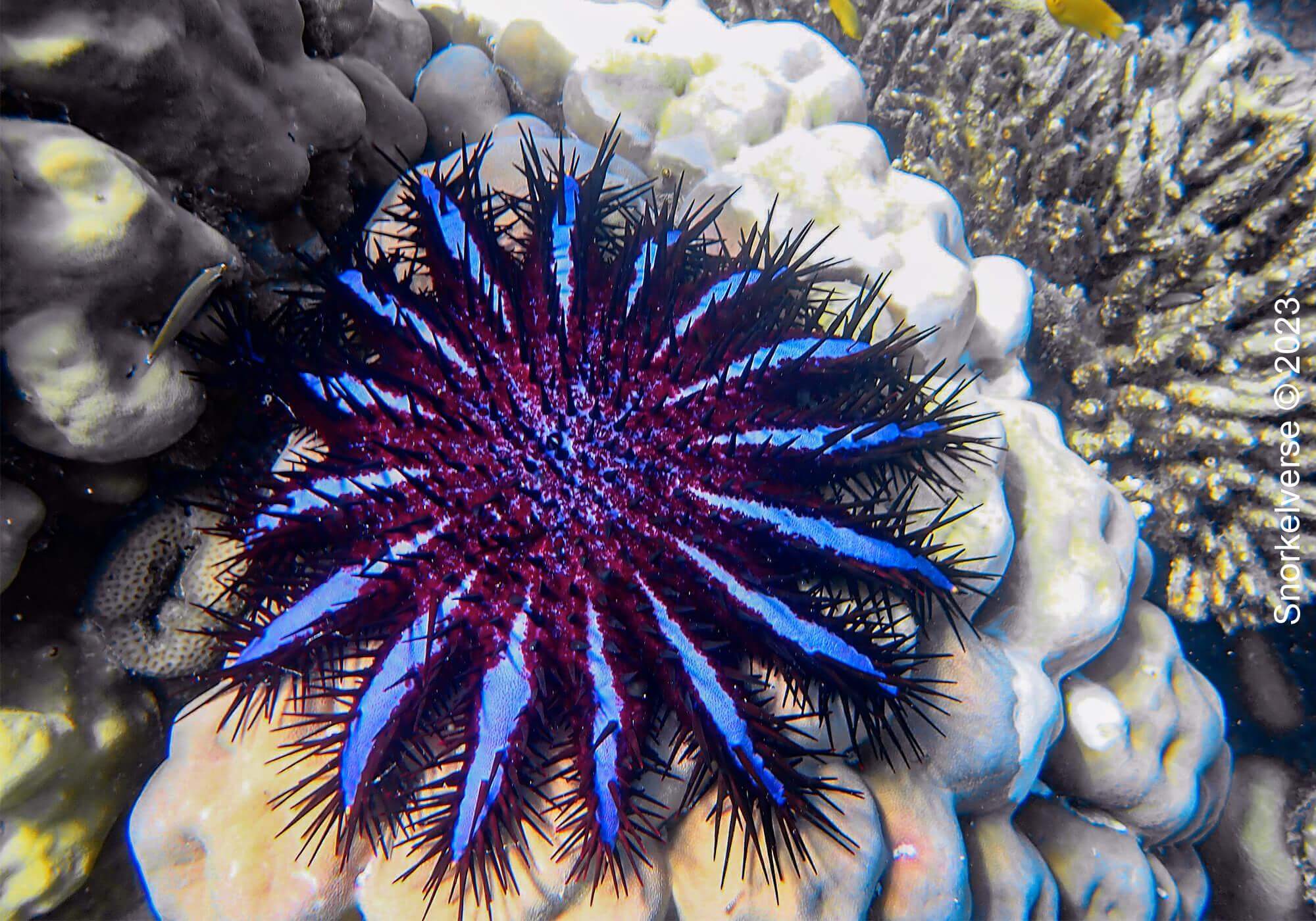 Starfish 8 Crown Of Thorns Starfish, Mae Yai Bay, Surin Islands