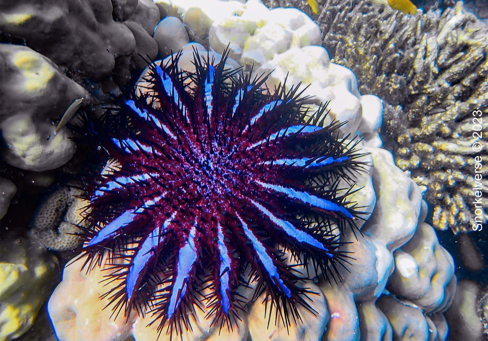 Crown Of Thorns Starfish, Mae Yai Bay, Surin Islands