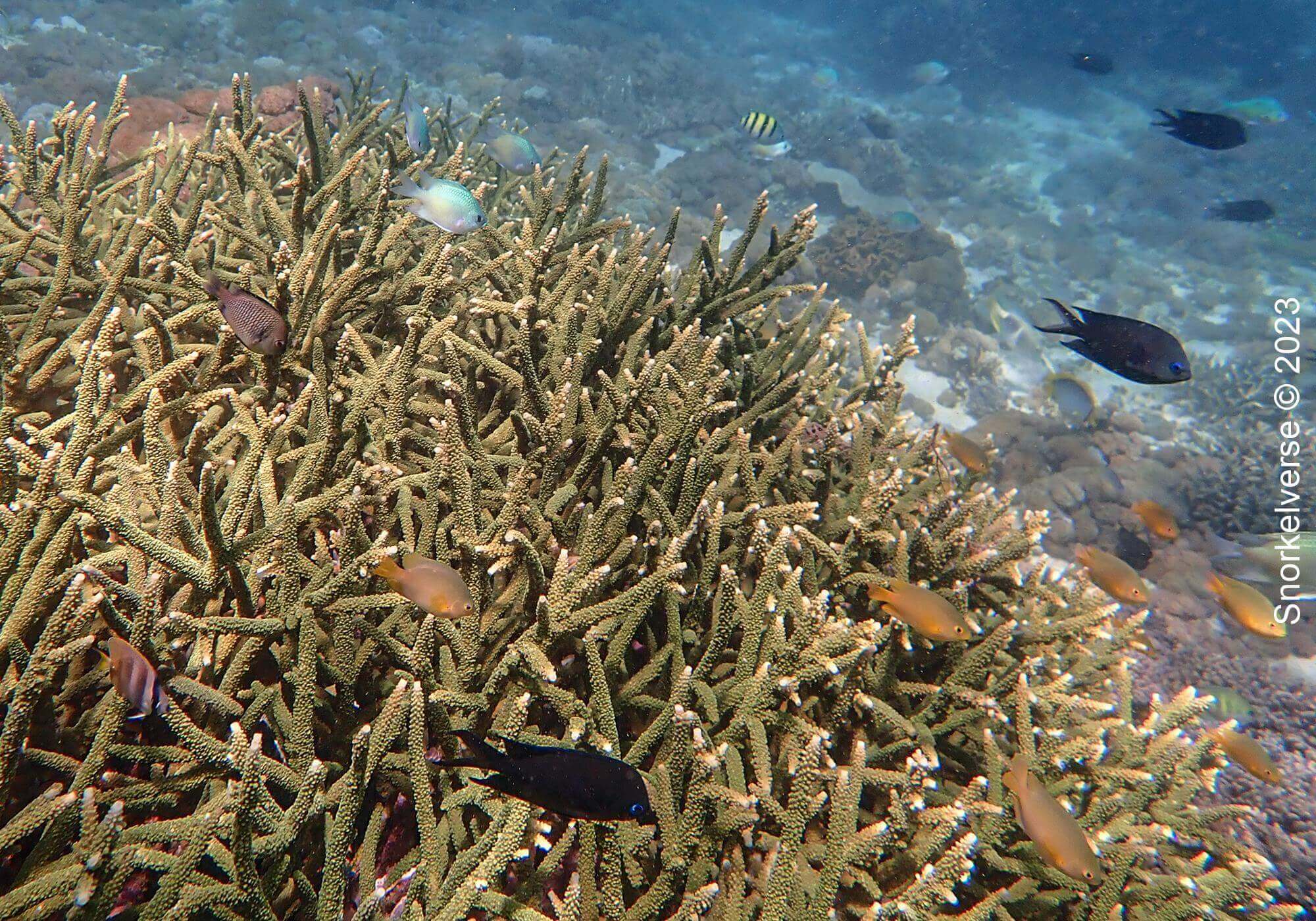 Snorkeling the enchanting Pink Beach, Komodo Islands 17 Damselfish, Pink Beach, Komodo National Park, Indonesia