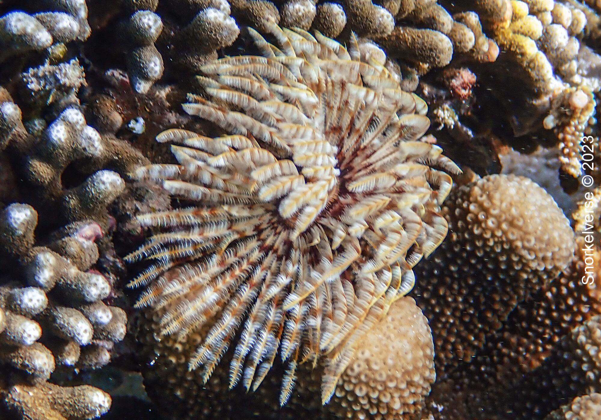 Snorkeling the Jurassic Komodo National Park, Indonesia 37 Feather Duster Worm, Long Pink Beach, Padar Island