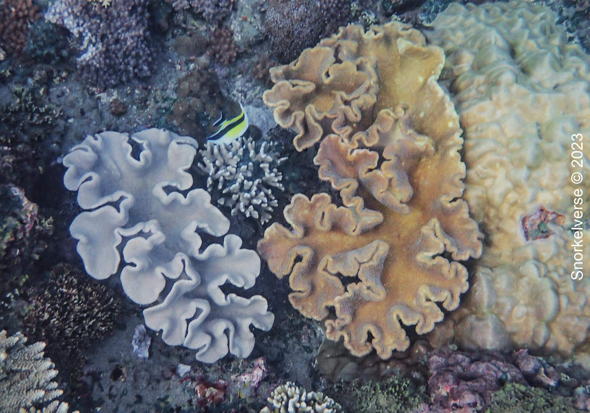 Folded Coral, Crystal Bay, Nusa Lembongan, Bali