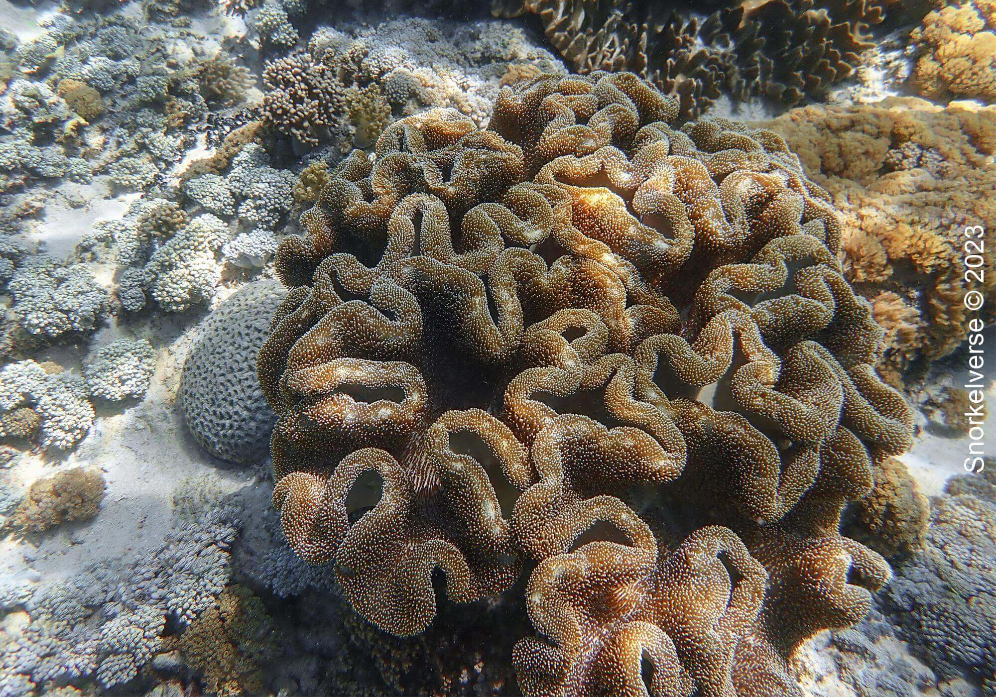 Snorkeling the enchanting Pink Beach, Komodo Islands 20 Folded Coral, Pink Beach, Komodo National Park