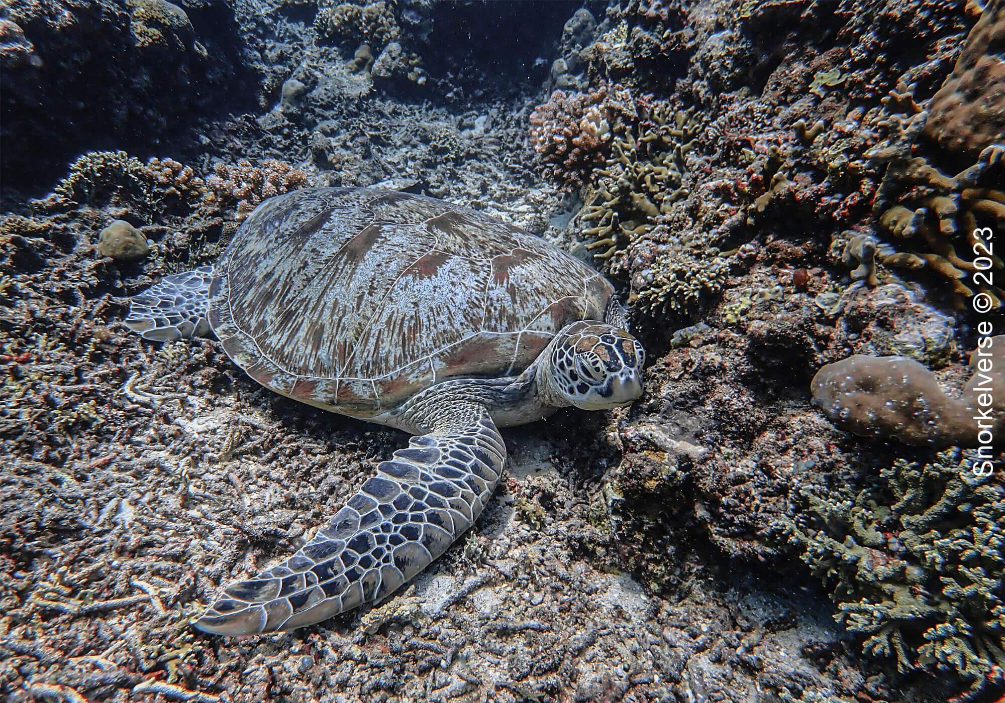Snorkeling with turtles at Gili Meno 26 Green Turtle, Turtle Paradise, Gili Meno