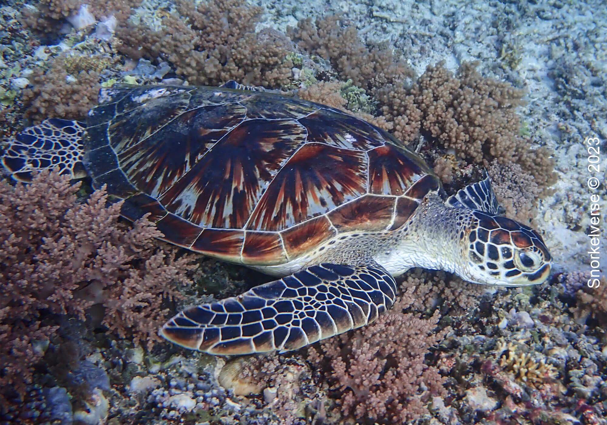 Snorkeling with turtles at Gili Meno 19 Green Turtle, Gili Meno, Bali