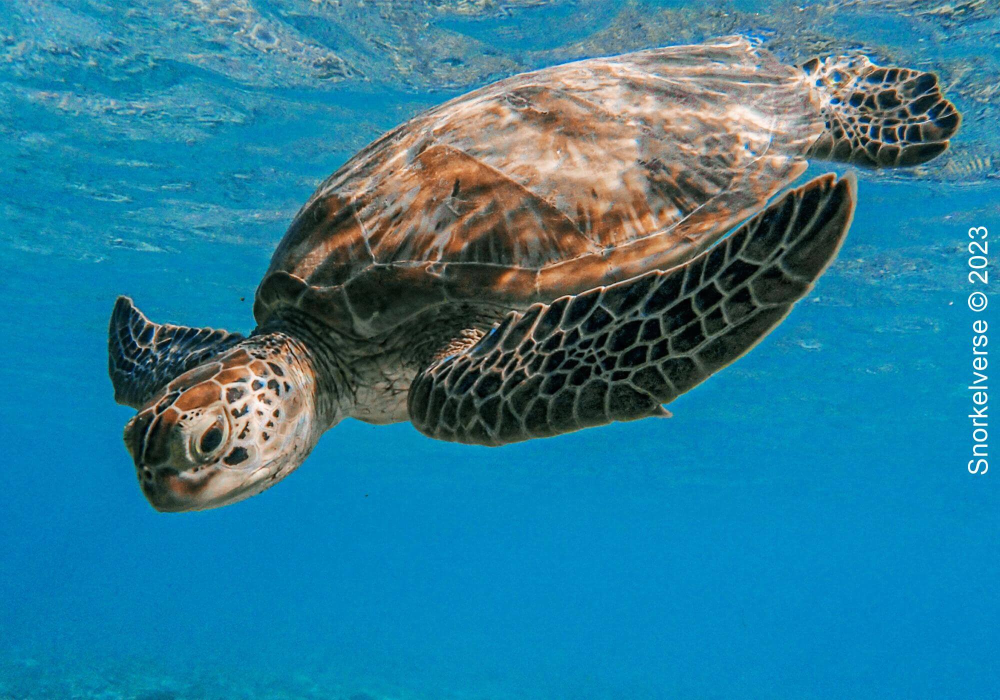 Hawksbill Turtle Diving, Turtle Point, Gili T