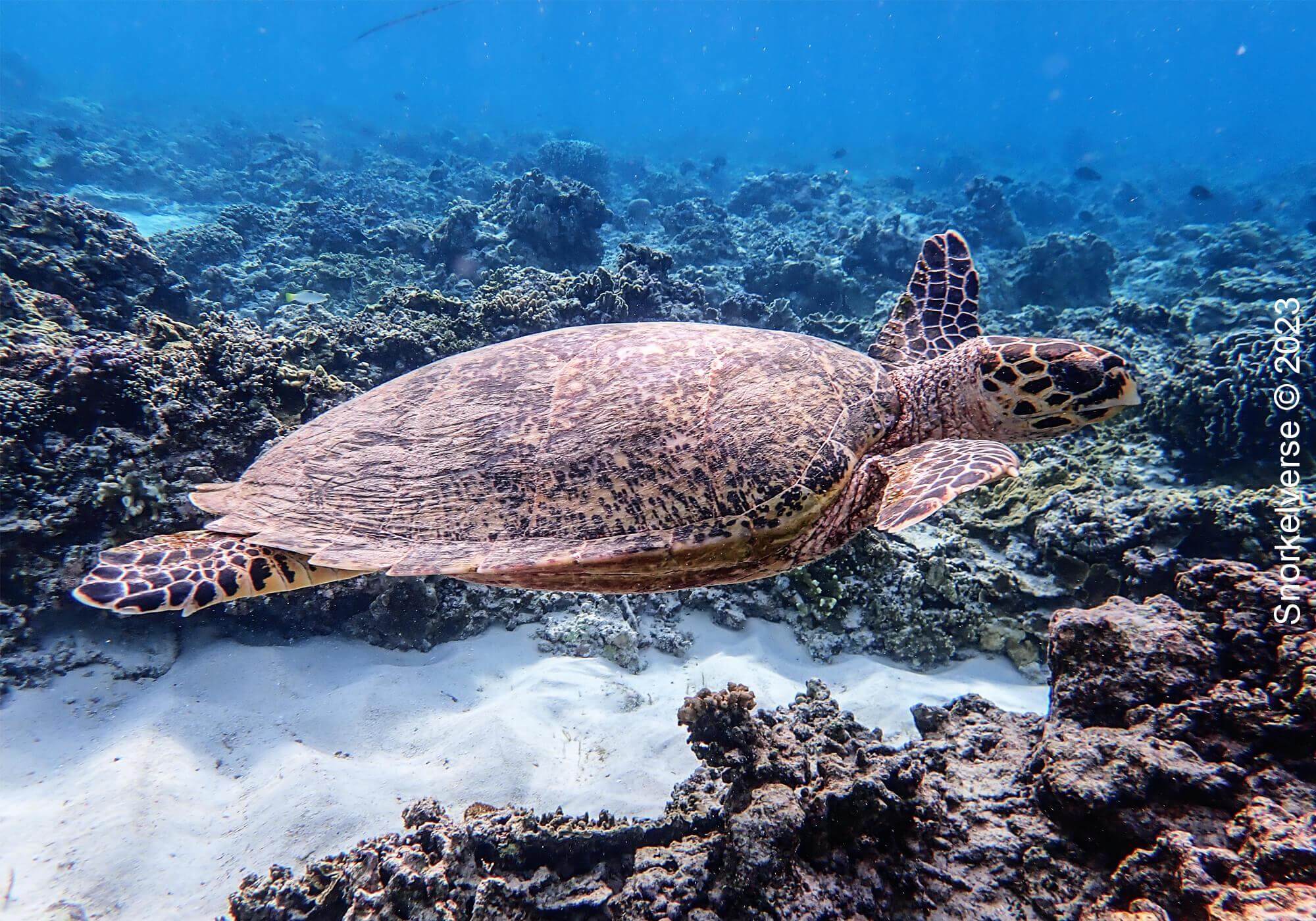 Hawksbill Turtle, Turtle Paradise, Gili Meno, Bali