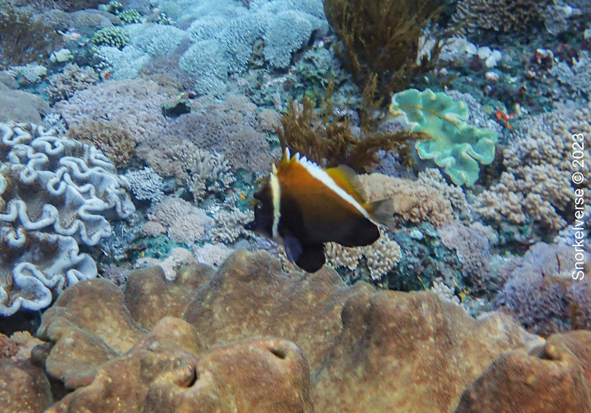 Horned Bannerfish, Crystal Bay, Nusa Lembongan, Bali
